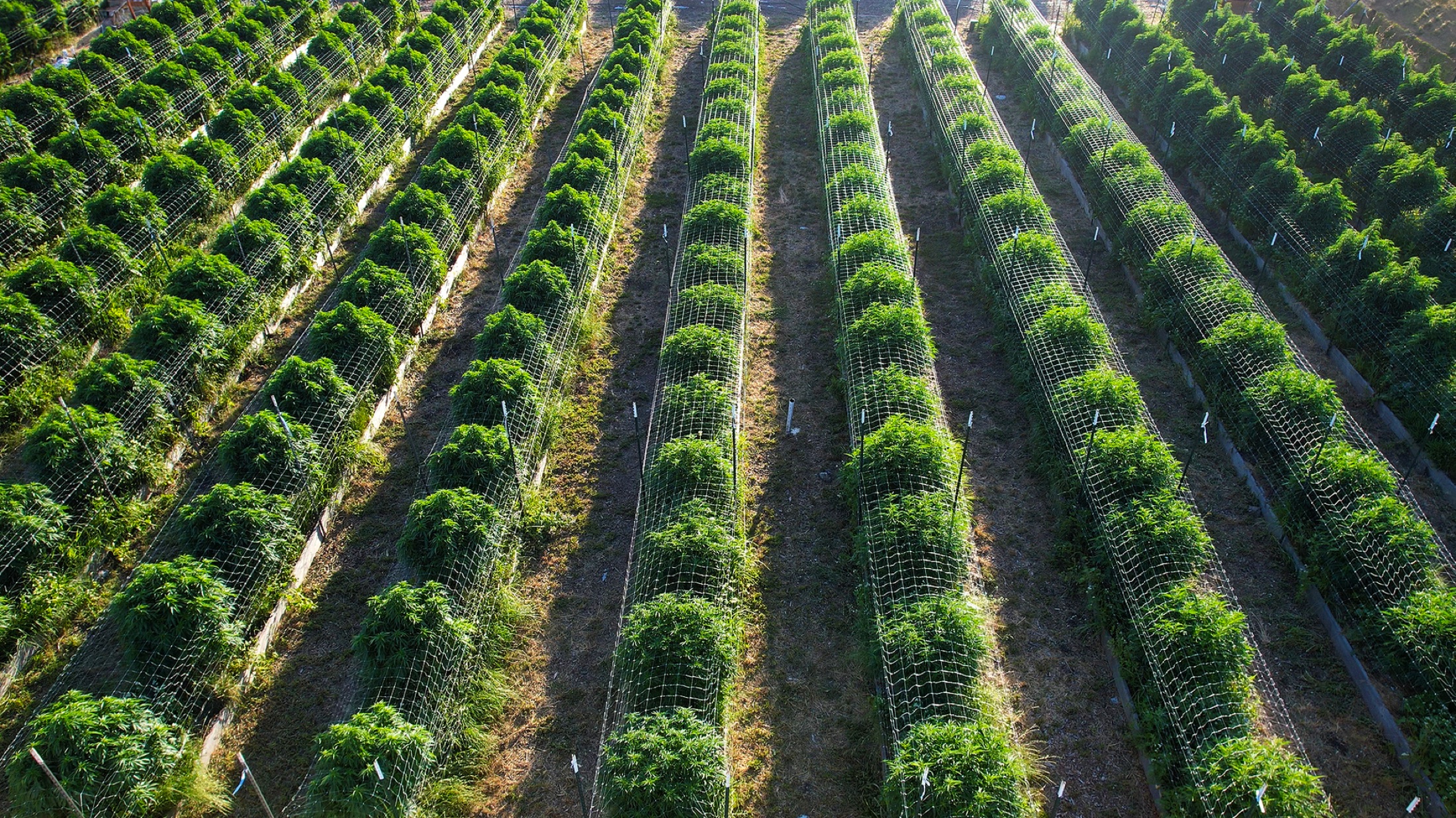 The beds from above, long rows under trellis