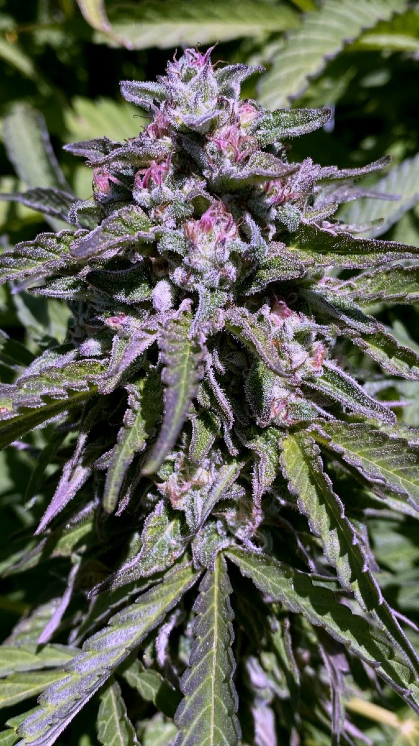 Pink pistils in full sun