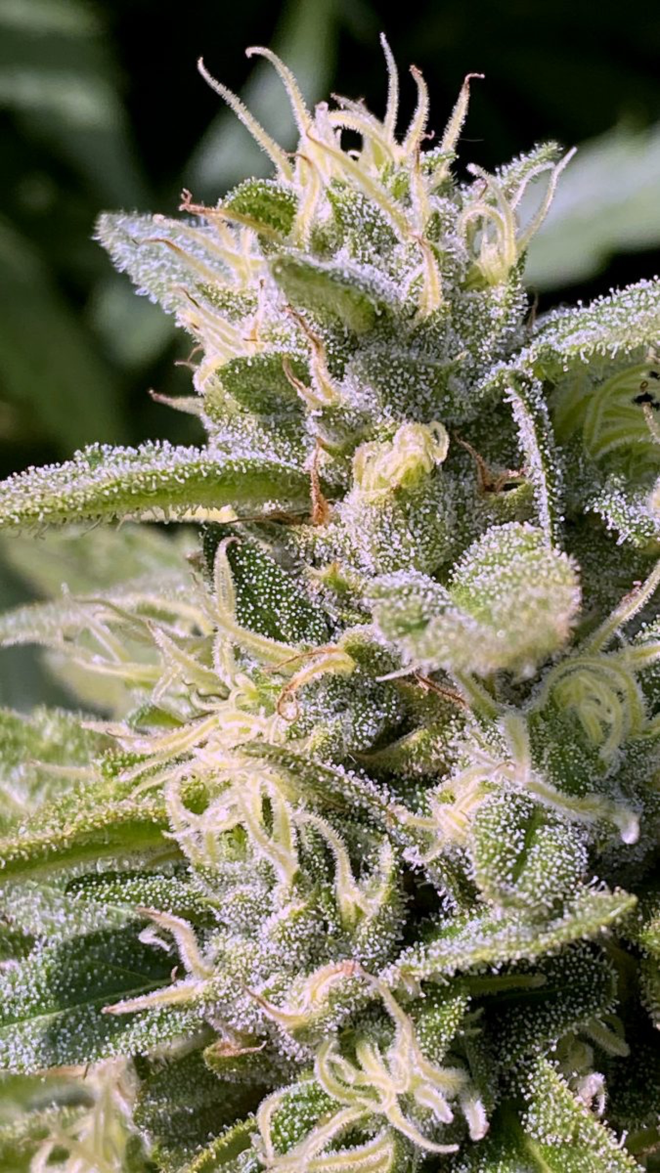 Trichome-heavy cola, close