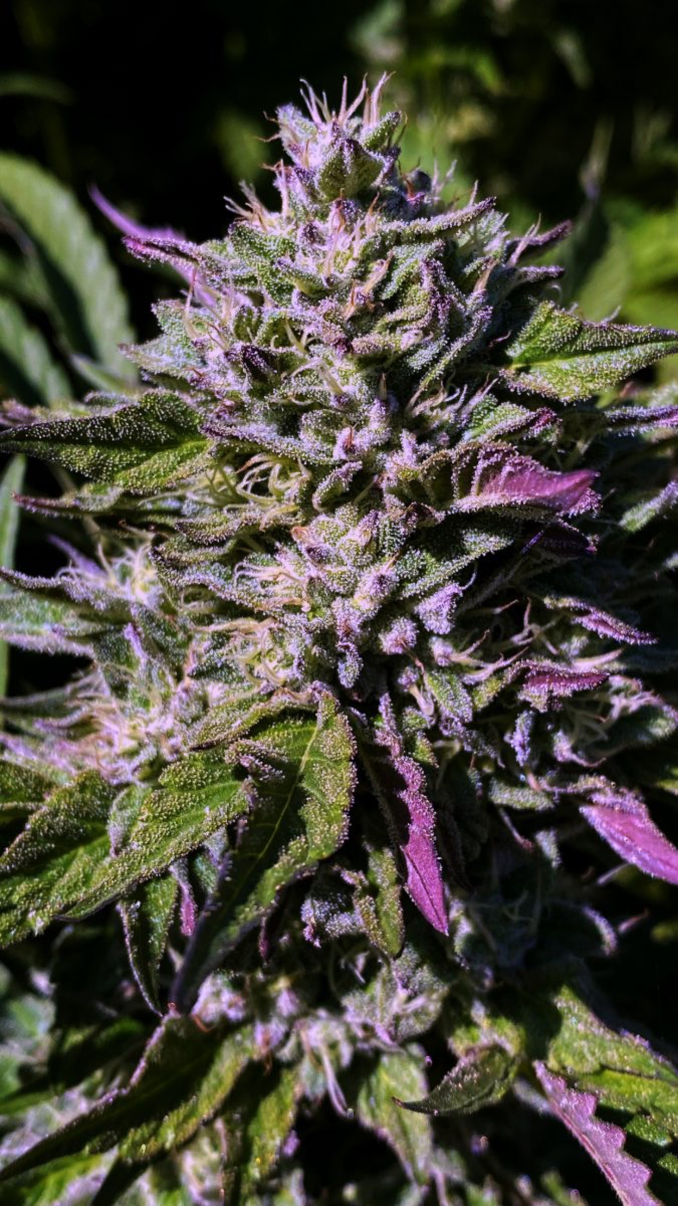 Deep purple bract and trichomes