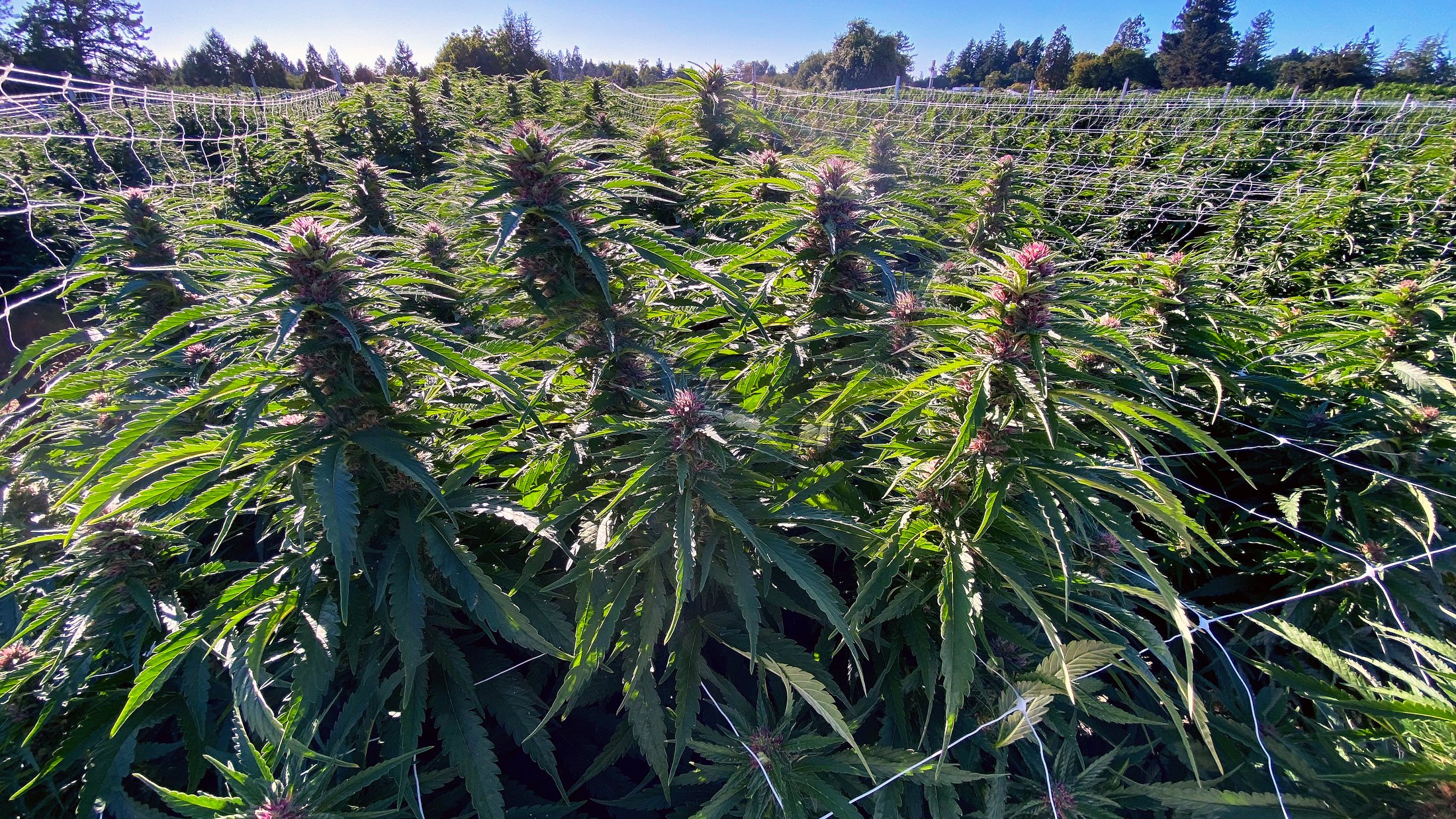 Colas in the trellis net, Luma field in the Petaluma Gap