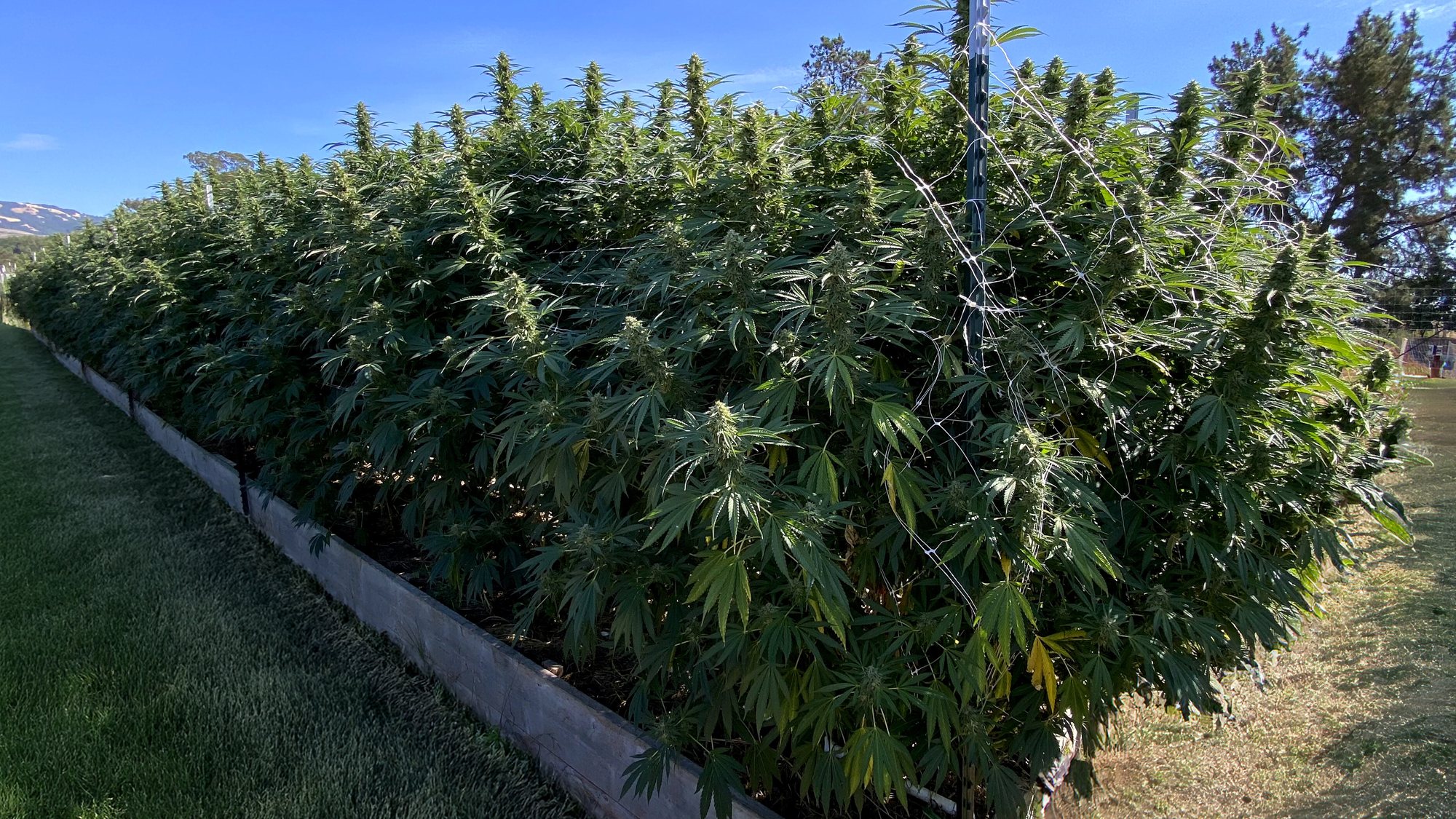 Luma California farm