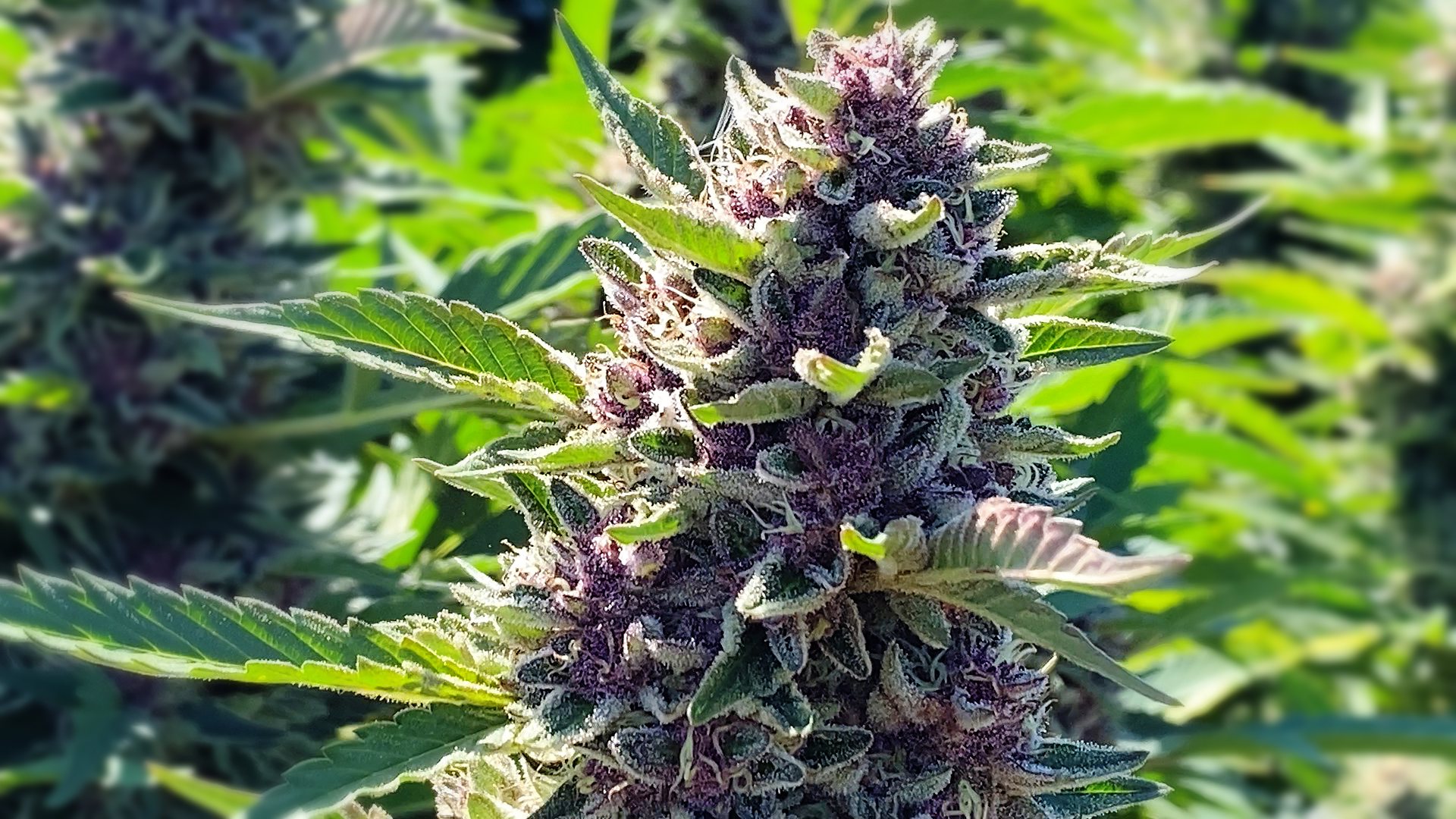 Luma California farm