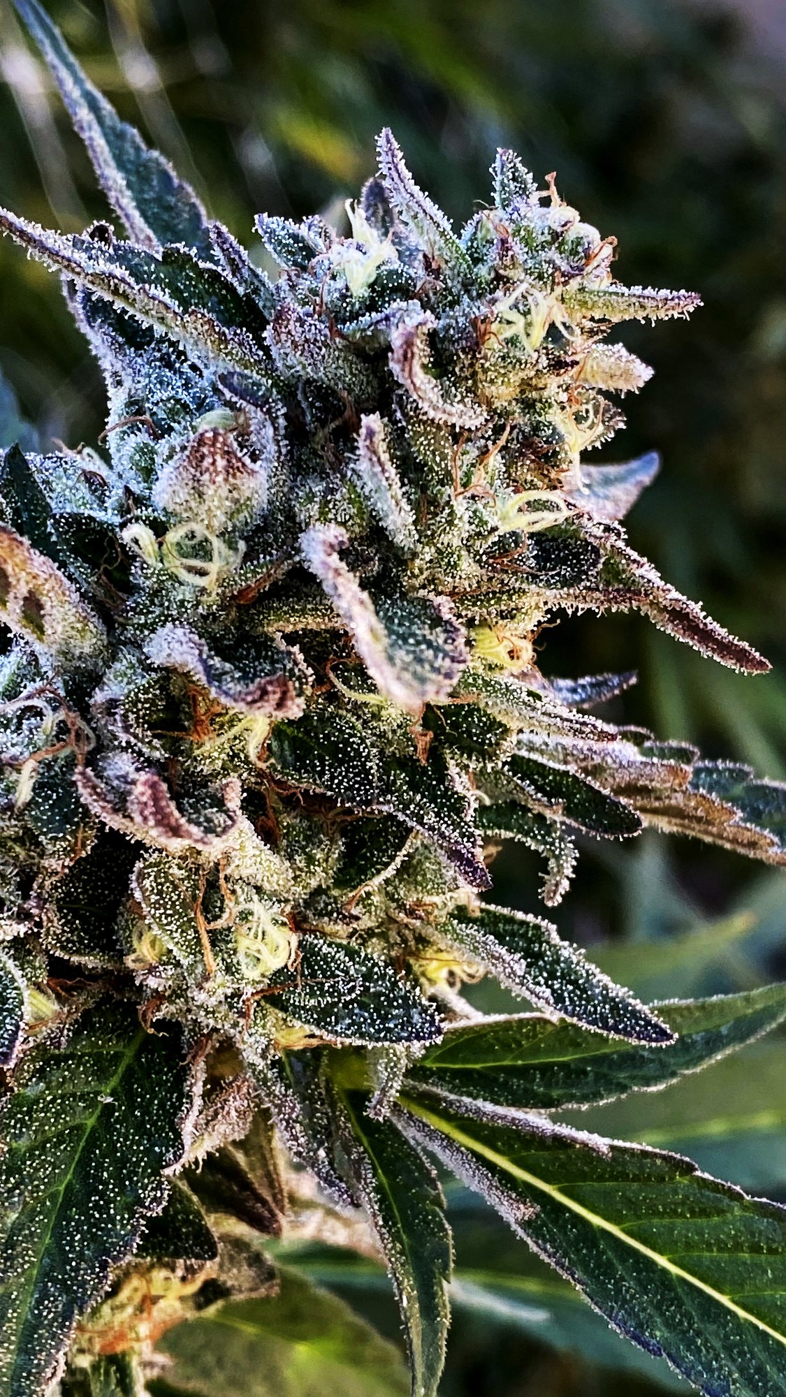 Luma California farm