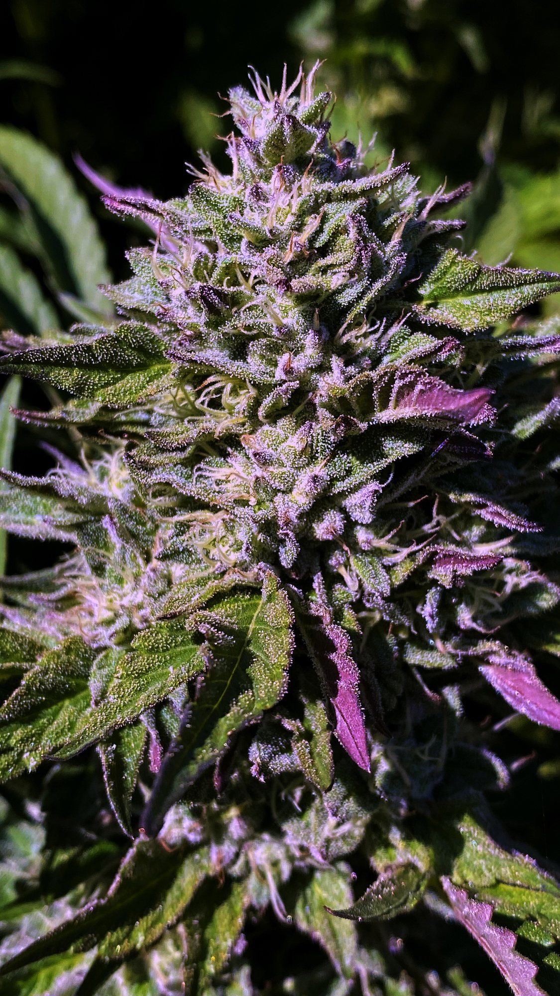 Luma California farm