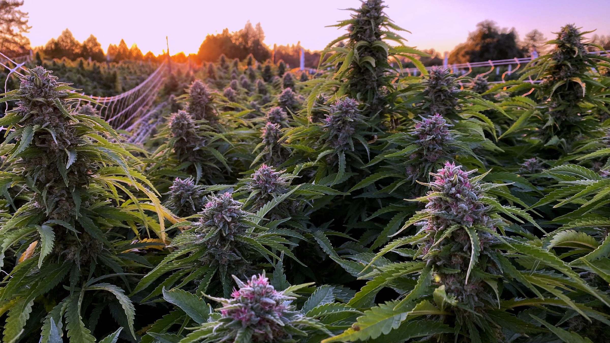 Purple-tipped canopy at sunset in the Luma field