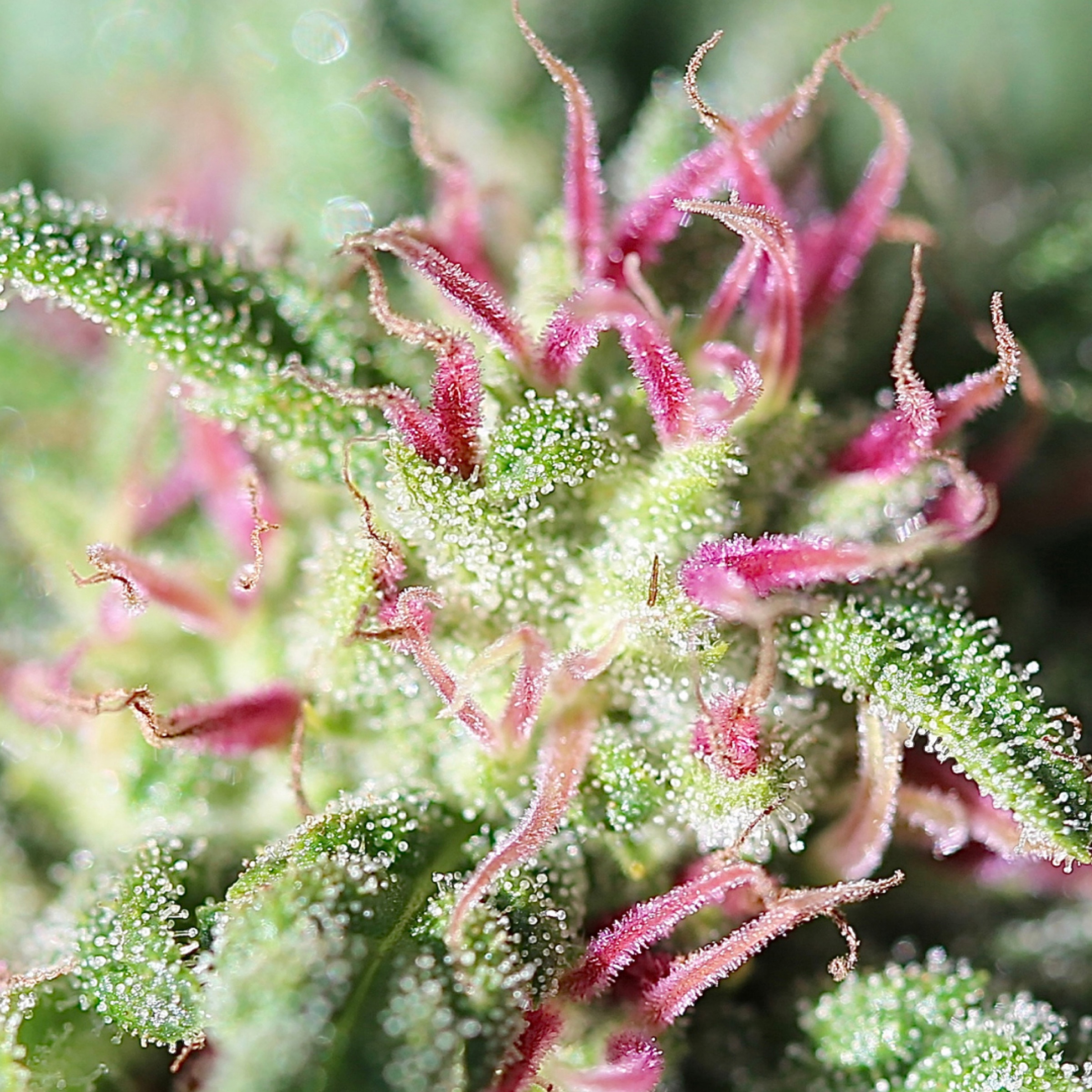 Pink pistils and resin heads at close range
